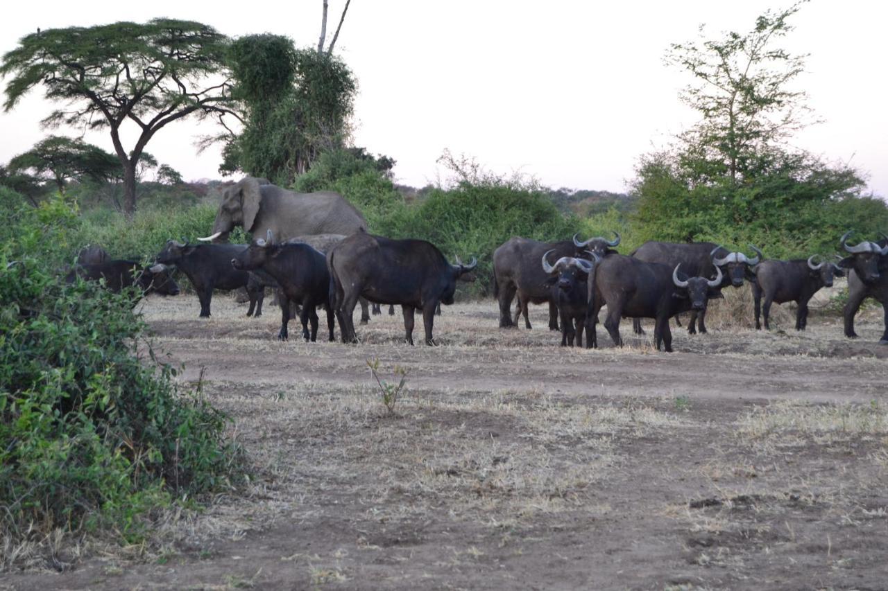 Chobe Sunset Chalets Lesoma Dış mekan fotoğraf