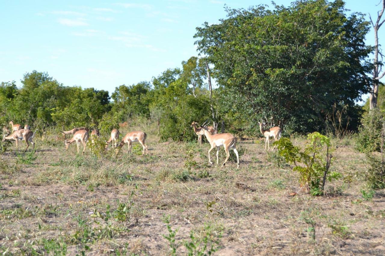 Chobe Sunset Chalets Lesoma Dış mekan fotoğraf