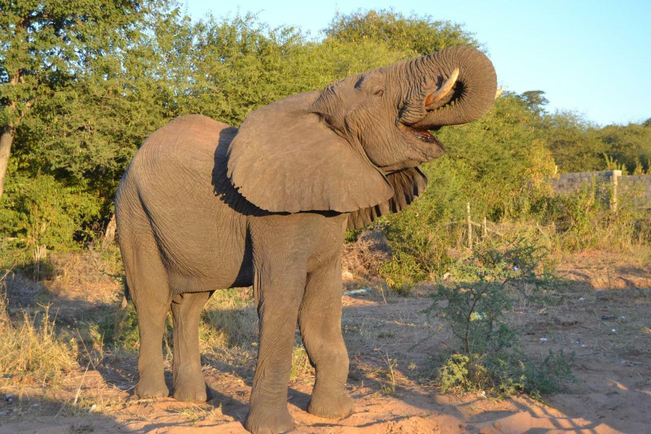 Chobe Sunset Chalets Lesoma Dış mekan fotoğraf