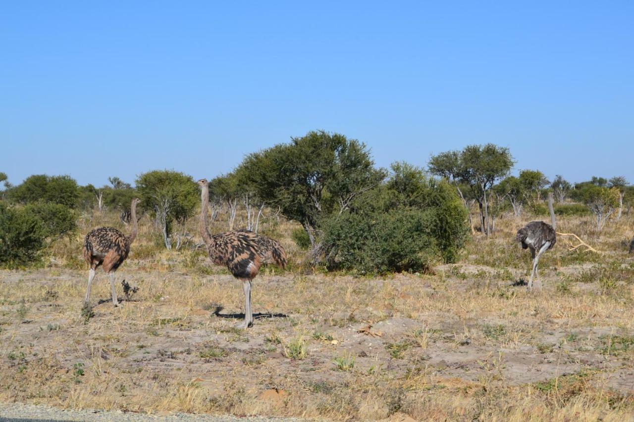 Chobe Sunset Chalets Lesoma Dış mekan fotoğraf