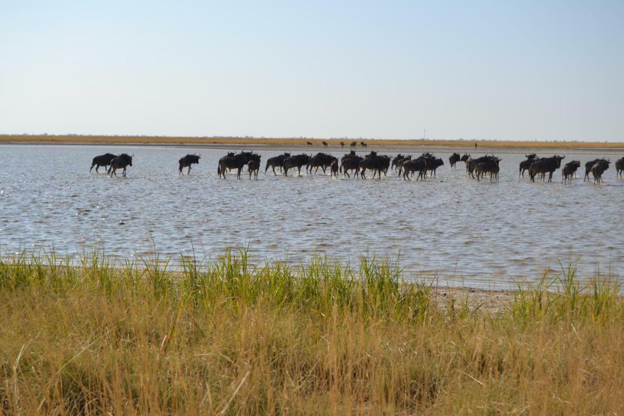 Chobe Sunset Chalets Lesoma Dış mekan fotoğraf